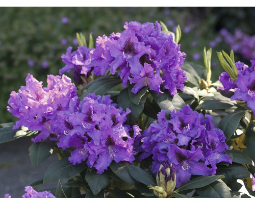Pěnišník, rododendron x hybrid ''Rasputin' výška 30-40 cm květináč 5 l