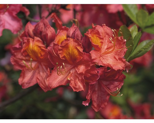 Pěnišník, rododendron opadavý Rhododendron lutem 'Juanita' výška 30-40 cm květináč 5 l
