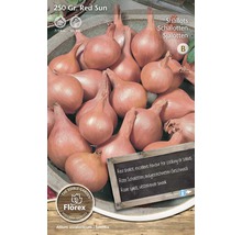 Červené šalotky odrůdy Red Sun k sázení