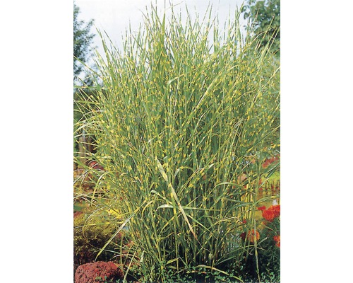 Ozdobnice čínská FloraSelf Miscanthus sinensis 'Strictus' 10-100 cm květináč 3 l Okrasná tráva s pruhovanými listy