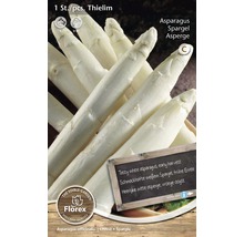 Sazenice chřestu odrůdy Thielim pro pěstování bílého chřestu