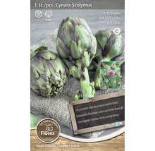 Rostlina artyčoku Cynara Scolymus v květináči