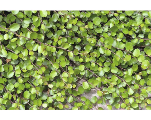 Rostlina Muehlenbeckia s kulatými listy