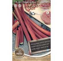 Balení rostliny reveň Holsteiner Blut