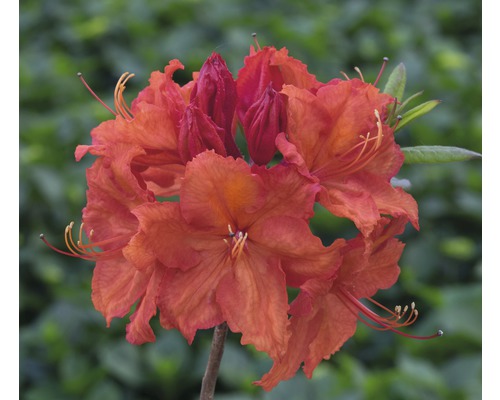 Pěnišník, rododendron opadavý Rhododendron lutem 'Feuerwerk' výška 30-40 cm květináč 5 l
