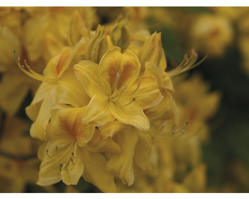 Pěnišník, rododendron opadavý Rhododendron lutem 'Golden Sunset' výška 30-40 cm květináč 5 l