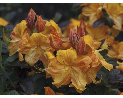 Pěnišník, rododendron opadavý Rhododendron lutem 'Klondyke' výška 30-40 cm květináč 5 l
