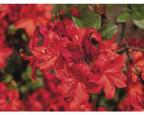 Pěnišník, rododendron opadavý Rhododendron lutem 'Parkfeuer' výška 30-40 cm květináč 5 l