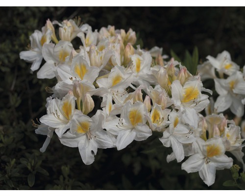 Pěnišník, rododendron opadavý Rhododendron lutem 'Schneegold' výška 30-40 cm květináč 5 l