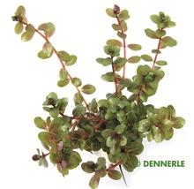 Dennerle rostlina do akvária Rotala rotundifolia