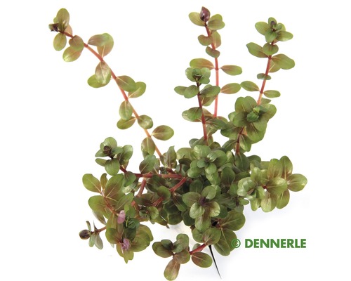 Vodní rostlina Rotala rotundifolia emers Dennerle rostlina do akvária Rotala rotundifolia