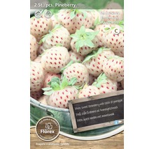 Sazenice jahodníku Pineberry, dva kusy