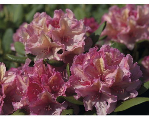 Pěnišník, rododendron x hybrid Inkarho® 'Brasilia' výška 25-30 cm květináč 5 l oranžový