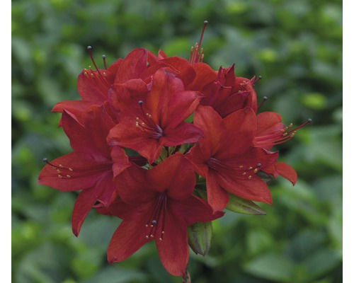 Pěnišník, rododendron opadavý Rhododendron lutem 'Nabucco' výška 30-40 cm květináč 5 l