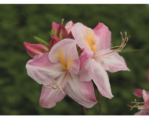 Pěnišník, rododendron opadavý Rhododendron lutem 'Satomi' výška 30-40 cm květináč 5 l