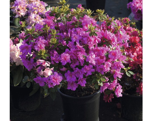 Azalka japonská Rhododendron obtusum 'Rosinetta' ® výška 20-30 cm květináč 3 l plnokvětá růžová