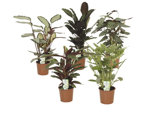 Kalátea FloraSelf Calathea mix 80-85 cm květináč Ø 17 cm 1 ks, různé druhy