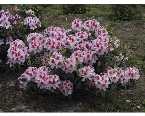 Keř rododendronu s květy