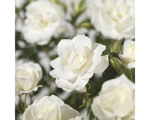 Růže pnoucí FloraSelf Rosa 'Climbing Iceberg' výška 100-120 cm květináč 5 l Detail bílých květů růží