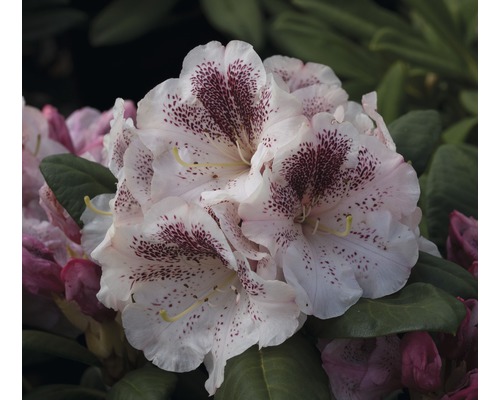 Pěnišník, rododendron x hybrid 'Princess Maxima' výška 40-50 cm květináč 7,5 l
