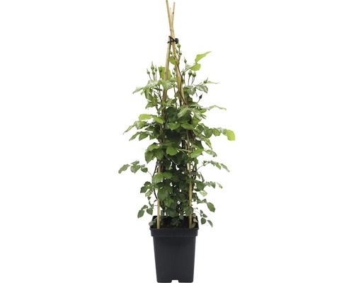 Pnoucí růže v květináči s oporou