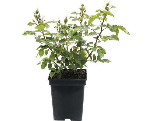 Růže v květináči