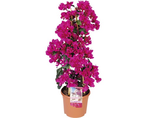 Bugenvilea FloraSelf Bougainvillea 'Sanderiana' celková výška cca 100 cm květináč Ø 23 cm