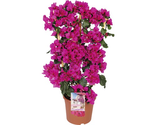 Bugenvilea na špalíru FloraSelf Bougainvillea 'Sanderiana' celková výška cca 100 cm květináč Ø 23 cm