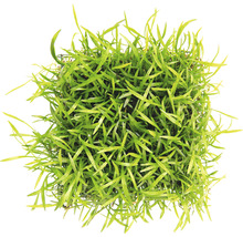 Akvarijní rostlina v květináči