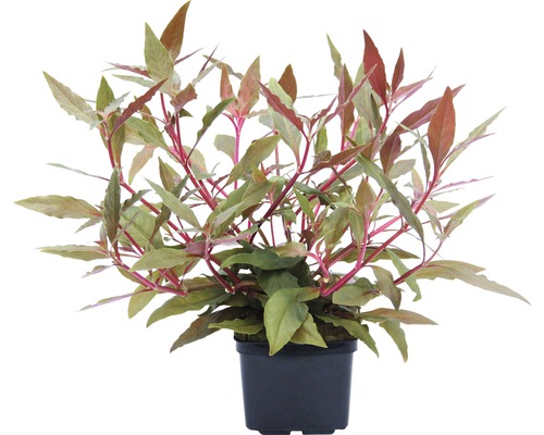 Vodní rostlina Alternanthera reineckii ´Rot´ XXL Krvavá květina v květináči