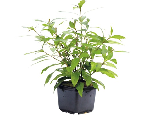 Vodní rostlina Hygrophila corymbosa ´Stricta´ XXL Kávovník v květináči