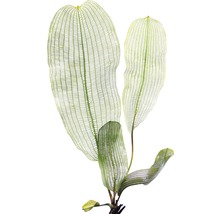 Aponogeton madagascariensis akvarijní rostlina