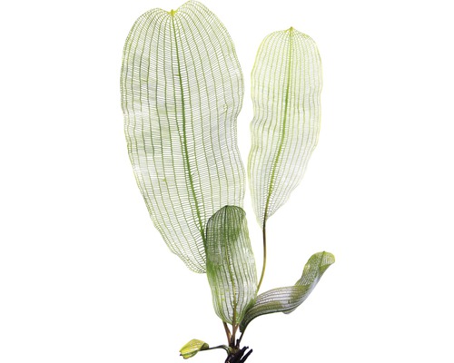 Aponogeton madagascariensis akvarijní rostlina