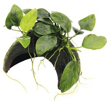 Akvarijní rostlina na kokosovém ořechu