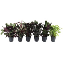 Různé druhy rostliny Calathea v květináčích