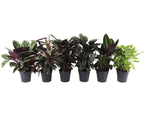 Různé druhy rostliny Calathea v květináčích