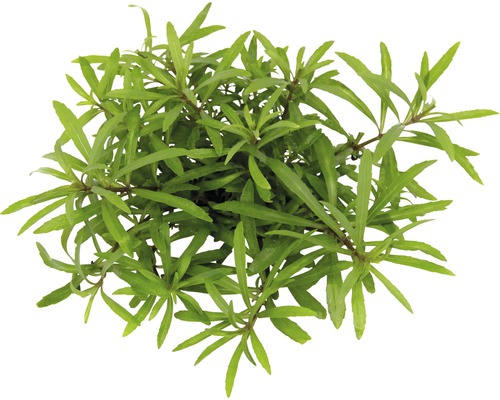 Vodní rostlina Pogostemon quadrifolius T/12 Rostlina vodní mor s zelenými listy
