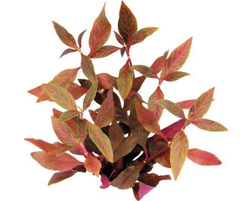 Plevuňka Reinekova Alternanthera reineckii ´Red Ruby´ Červená Ludwigie vodní rostlina