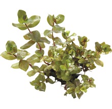 Vodní rostlina s kulatými listy pro akvária