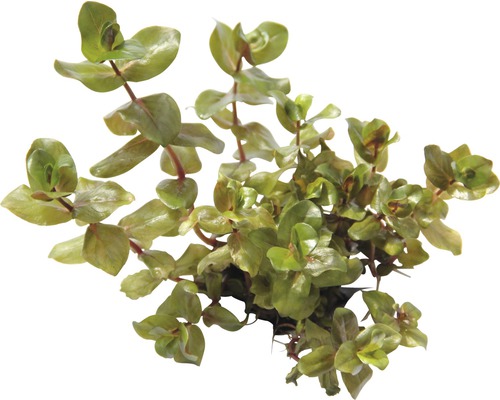 Vodní rostlina s kulatými listy pro akvária