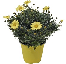 Kopretina pařížská FloraSelf Chrysanthemum frutescens květináč Ø 18 cm