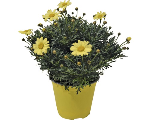 Kopretina pařížská FloraSelf Chrysanthemum frutescens květináč Ø 18 cm