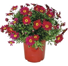 Kopretinovec dřevnatý FloraSelf Chrysanthemum frutescens květináč Ø 18 cm červený