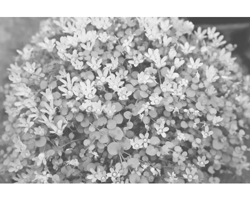 Drchnička FloraSelf Anagalis tenella květináč Ø 11 cm