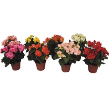 Begónie vyvýšená FloraSelf Begonia elatior 30 cm květináč Ø 14 cm různé druhy-thumb-0 Begónie vyvýšená FloraSelf Begonia elatior 30 cm květináč Ø 14 cm různé druhy-thumb-0