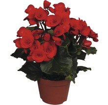 Begónie vyvýšená FloraSelf Begonia elatior 30 cm květináč Ø 14 cm různé druhy-thumb-2 Begónie vyvýšená FloraSelf Begonia elatior 30 cm květináč Ø 14 cm různé druhy-thumb-2