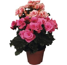 Begónie vyvýšená FloraSelf Begonia elatior 30 cm květináč Ø 14 cm různé druhy-thumb-1 Begónie vyvýšená FloraSelf Begonia elatior 30 cm květináč Ø 14 cm různé druhy-thumb-1