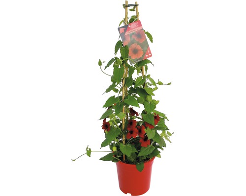 Černooká Zuzana červená FloraSelf Thunbergia alata pyramida celková výška cca 90 cm květináč Ø 19 cm