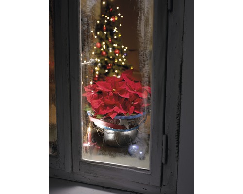 Vánoční hvězda v květináči, viděná oknem s vánočním stromkem v pozadí