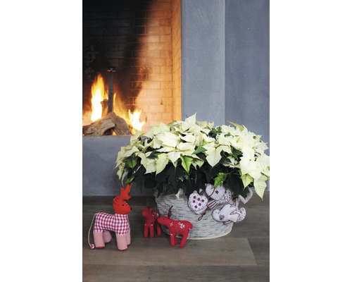 Vánoční hvězda v košíku vedle hořícího krbu a vánoční dekorace